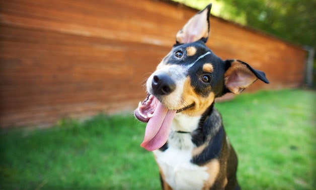 dog in storie dog park