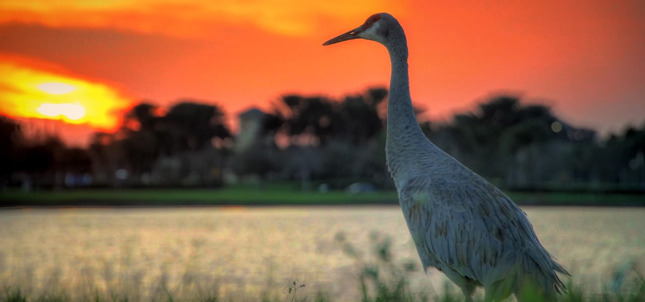 bird on the waterway Florida