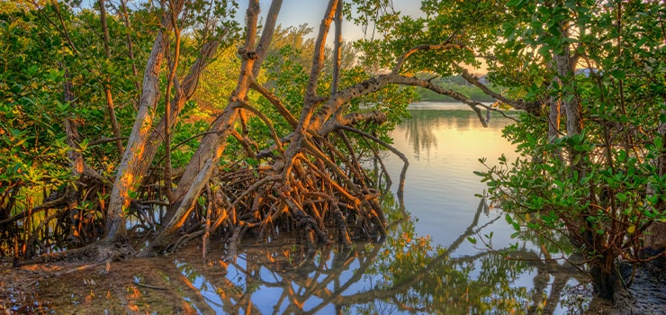 mangroves on the st lucie river