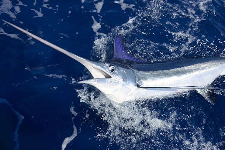 sailfish pulled half out of the ocean