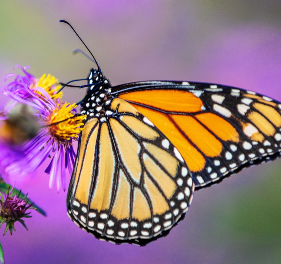 Natural Attractions in Martin County - Butterfly