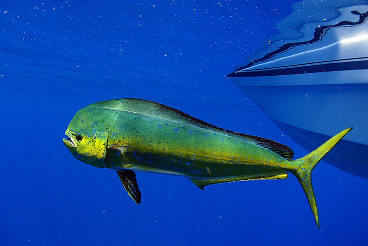 mahi mahi underwater with boat in background