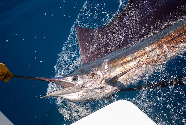 sailfish being pulled out of water alongside a boat