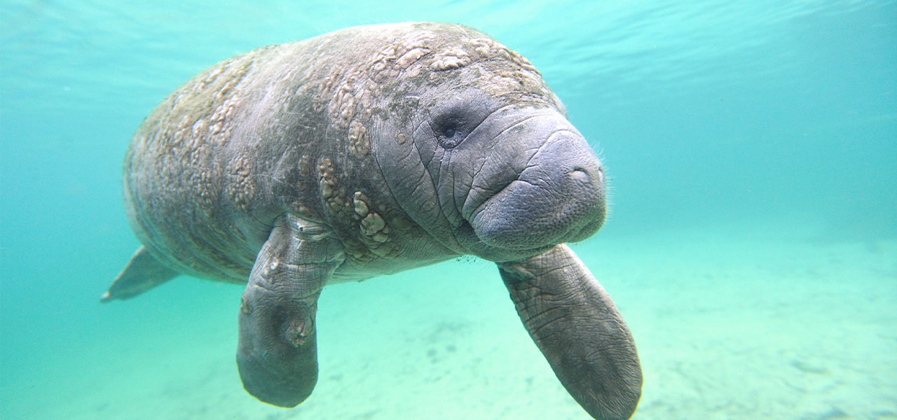 martin county waterway manatee