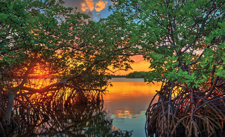 Florida Mangroves