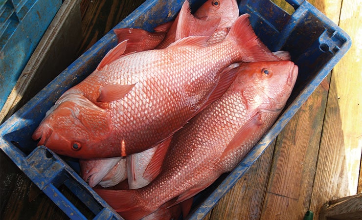 Inshore Fishing in Martin County's Waterway