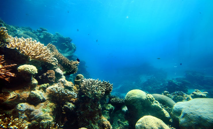 underwater ocean reef