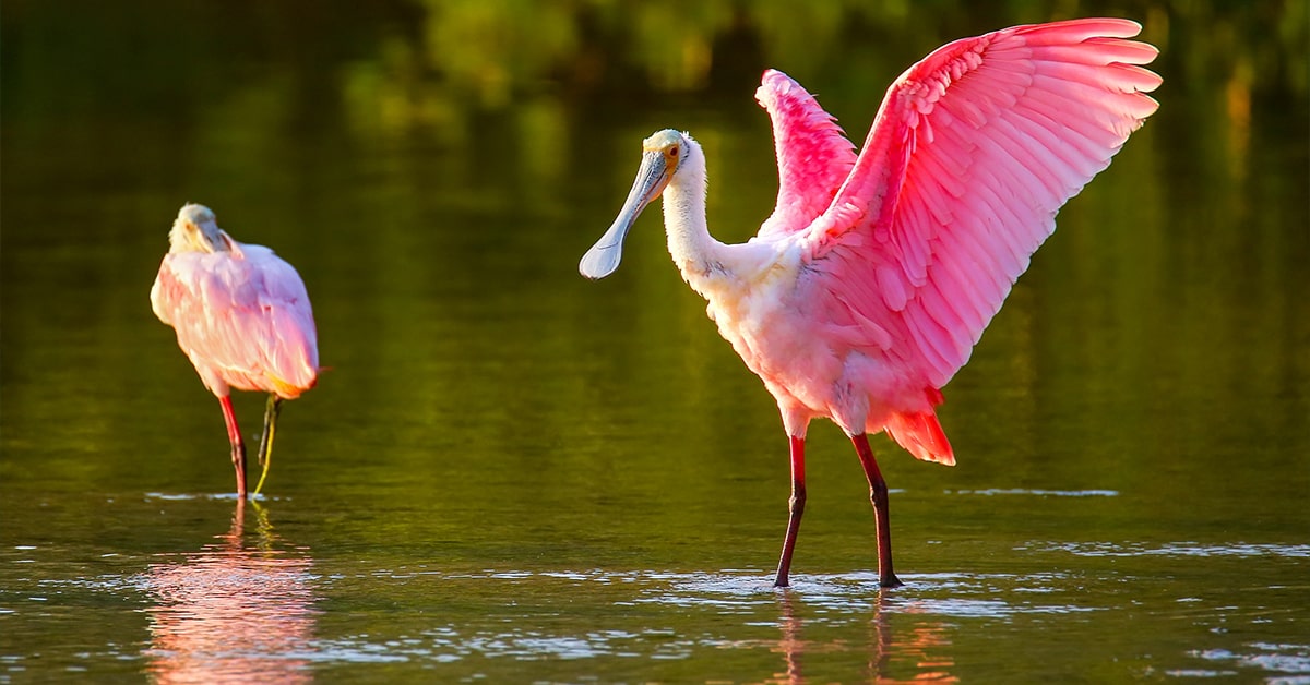 martin county water birds pink