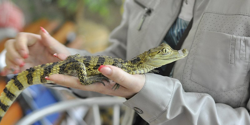 baby gator - Florida Ecosystem