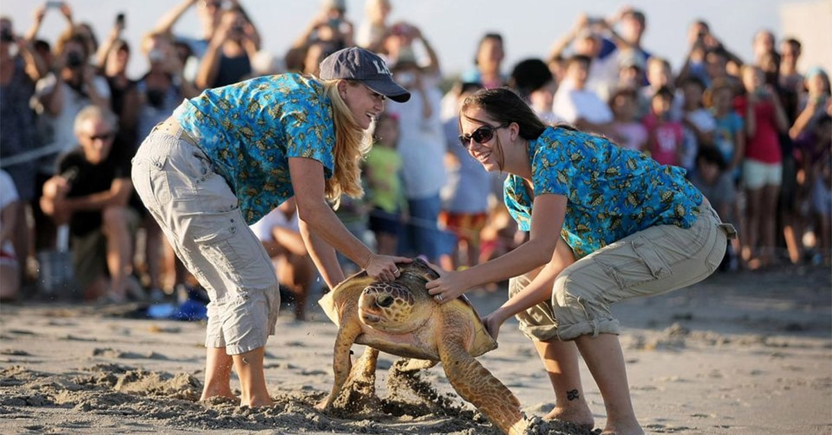 biologists helping sea turtle on beach