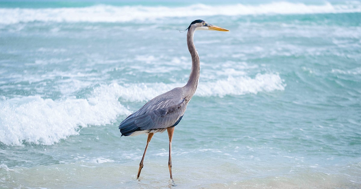 bird walking along shoreline